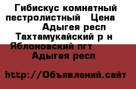 Гибискус комнатный пестролистный › Цена ­ 1 500 - Адыгея респ., Тахтамукайский р-н, Яблоновский пгт  »    . Адыгея респ.